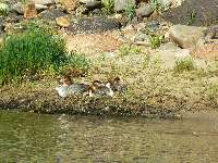 day5 a crowd of Mergansers